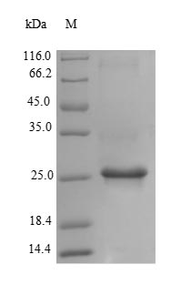 Plant Ribosome-inactivating protein bryodin I protein