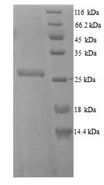 E. coli fkpA protein