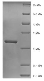 Plant Ribosome-inactivating protein alpha-trichosanthin protein