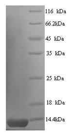 Human US12 protein