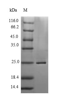 Reptile Kunitz-type neurotoxin MitTx-alpha protein