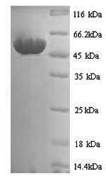 Fungi hmt2 protein