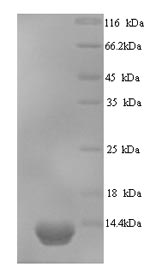Fungi SMT3 protein