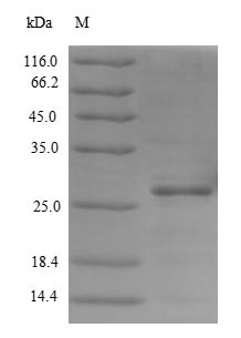 Human METRNL protein