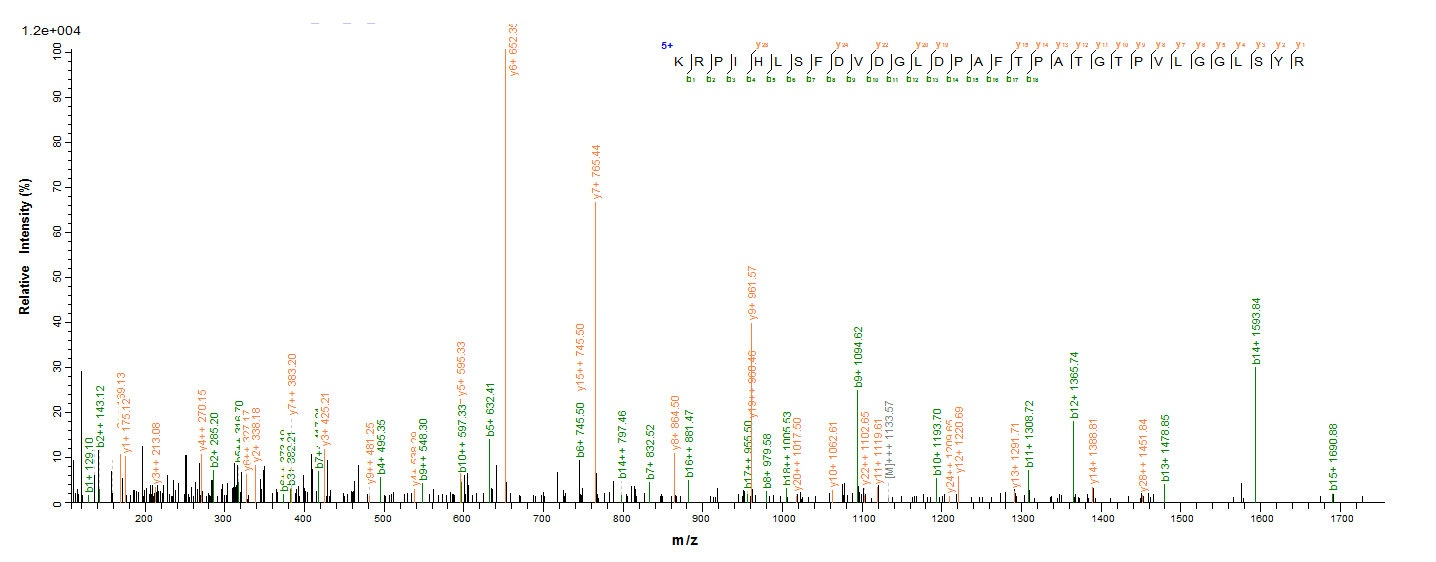Mouse Arg1 protein