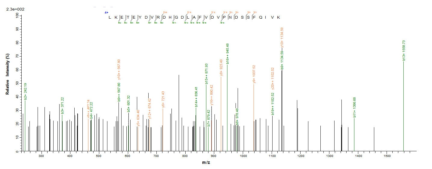 Mouse Arg1 protein
