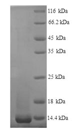 Mouse Nus1 protein