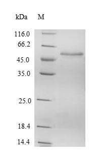 Human PPAN protein