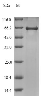 Bacterial virE2 protein