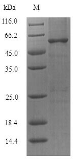 Bacterial groL protein