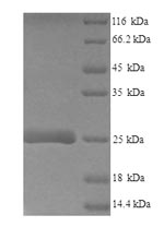 Mouse Ly6e protein