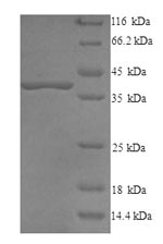 Animal DCN protein