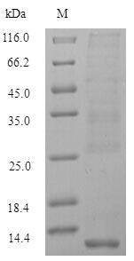 Fish mt2 protein