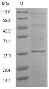 Fungi GSP1 protein