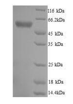 Protozoa TPR protein