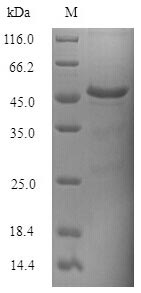 Fungi KAE1 protein