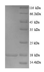 Rat SARAF protein