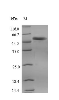 Human RIPK3 protein
