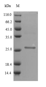 Bacterial ssaA1 protein