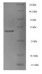 Human PCNA protein