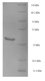 Pig NGF protein