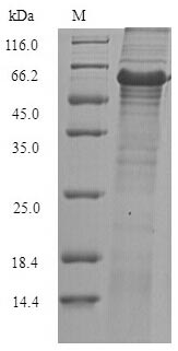 Bacterial egsA protein