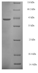 Rat POL30 protein
