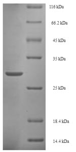Bacterial iagB protein
