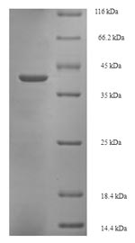 Bovine GLTP protein