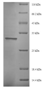 Fungi HYP2 protein
