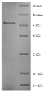 Plant Triticum aestivum protein