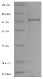 Mouse Nkx2-2 protein