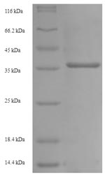 Mouse Fcgr3 protein