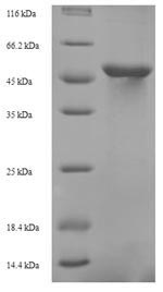 Fungi KAE1 protein