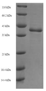 Fungi YPT1 protein
