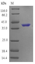 Mouse Tnfrsf4 protein