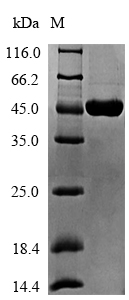 Bacterial pcrA protein