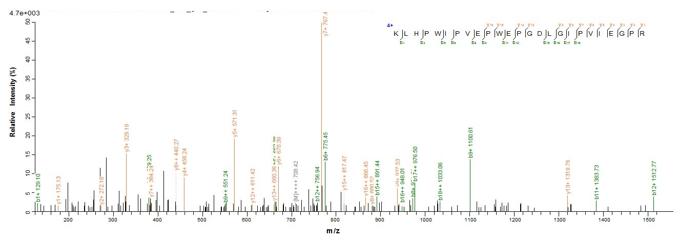 Bacterial amiF protein