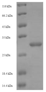 Bacterial Levanase protein