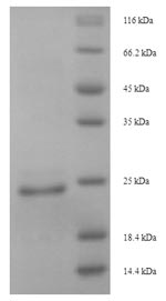 Reptile Cytotoxin 4 protein