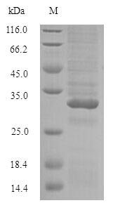 Plant Conglutin protein