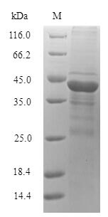 Bacterial aiiM protein