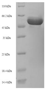 Bacterial lspL protein