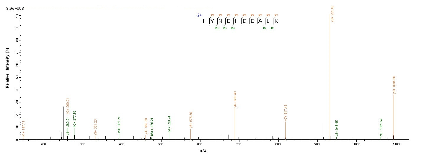Bacterial scn protein