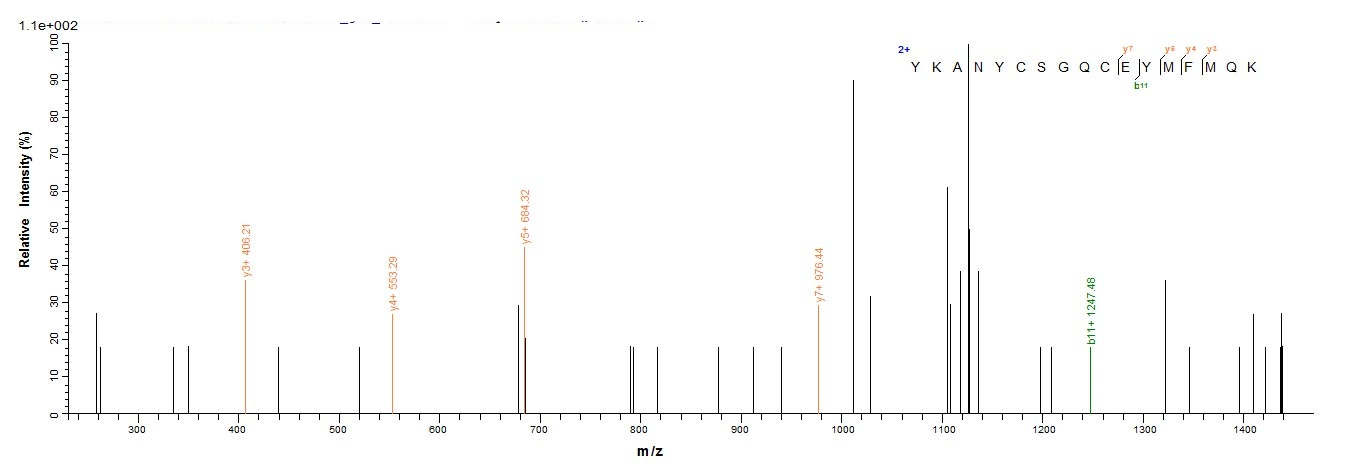 Human GDF11 protein