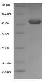 Mouse Znf346 protein