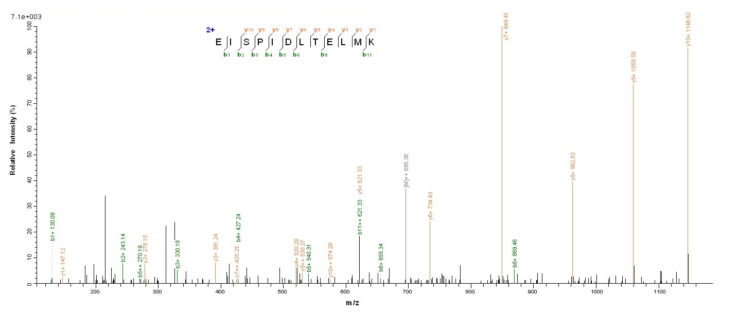 Bacterial repD protein