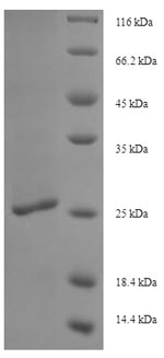 Bacterial lptD protein