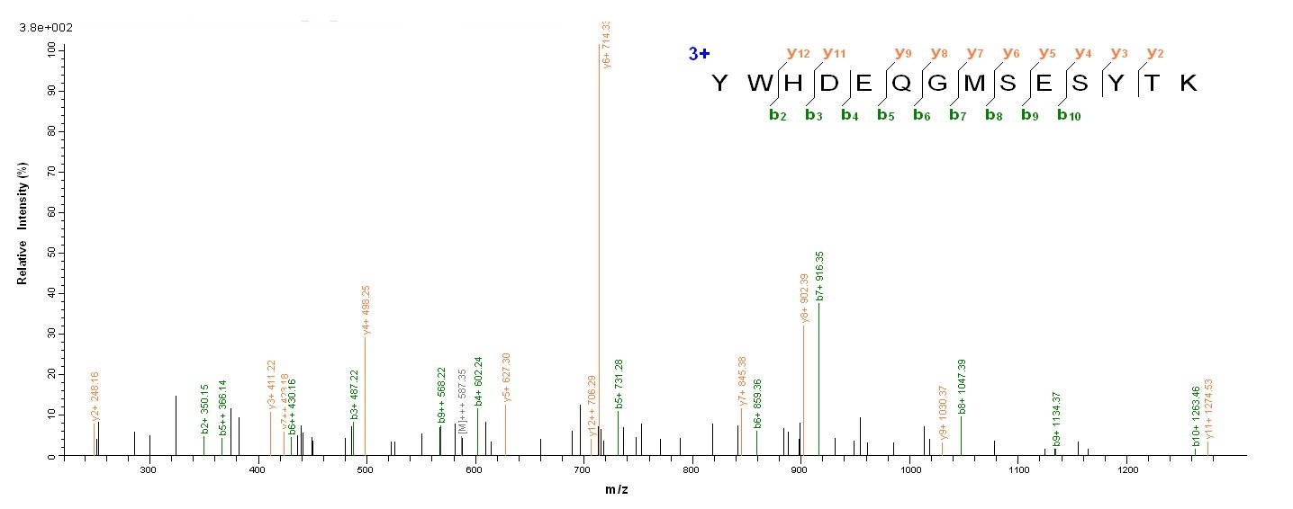 Human vpx protein