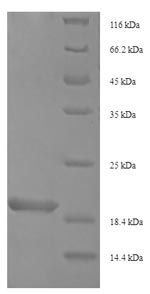 Insect Oxyopinin-4a protein
